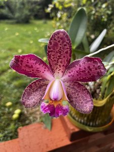 Rhyncholaeliocattleya Durigan