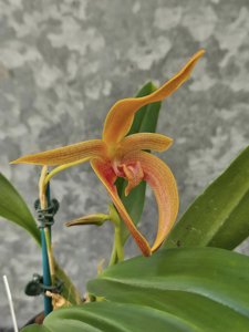 <i>Bulbophyllum</i> Linda B