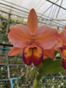 Rhyncholaeliocattleya Sonic Boom