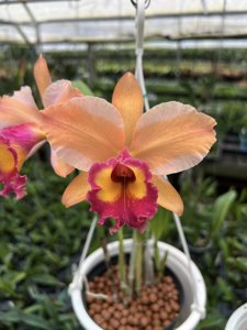 Rhyncholaeliocattleya Sonic Boom