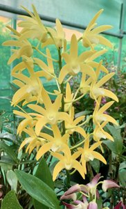 <i>Dendrobium</i> Murrah