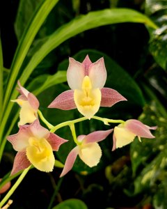 Catasetum Memoria Dorothy Wells