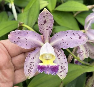 Cattleya Enju's Blue Diamond