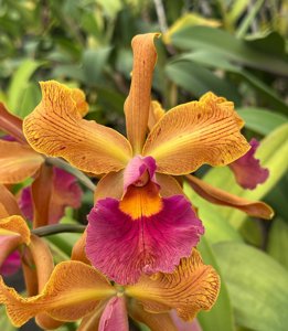 <i>Cattleya</i> Princesse Clémentine