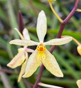 <i>Holcanthera</i> subulifolium-monachica
