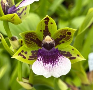 <i>Zygoneria</i> Happy Bay-World Charmer