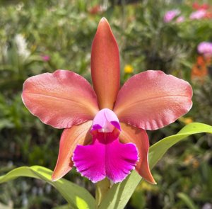 <i>Rhyncholaeliocattleya</i> Paisley Laura Grace