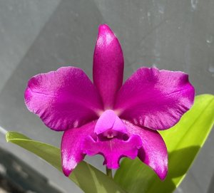 <i>Cattlianthe</i> Lucy Chua-Bactia