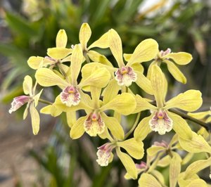 <i>Encyclia</i> Sweet Zephyr