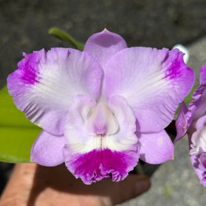 <i>Cattleya</i> Pink Spice