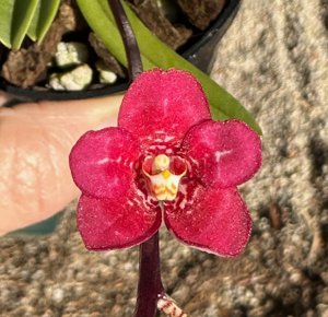 <i>Sarcochilus</i> Kulnura Kruse-Maria