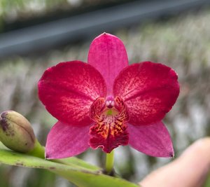Enanthleya Katharina Sturm