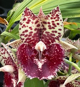 Catasetum Fong and Richard