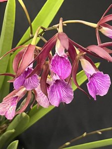 Encyvola Jairak Treasure