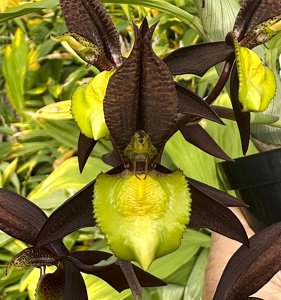 <i>Catasetum</i> Joseito's Moonlight-Double Down