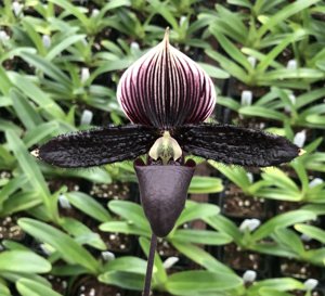 Paphiopedilum Petula's Sensation-Macabre