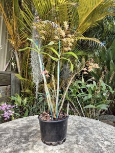 Dendrobium suffusum