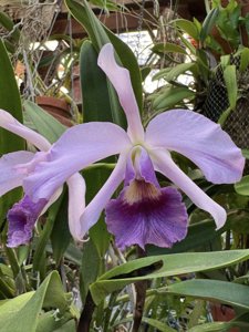 <i>Cattlianthe</i> RIO's Blue Star Light