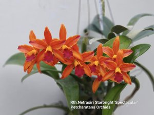 Rhyncattleanthe Netrasiri Starbright