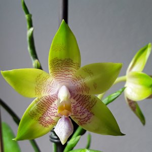 <i>Phalaenopsis</i> Cocu