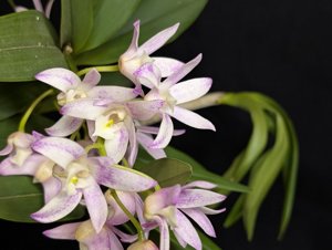 <i>Dendrobium</i> Wayne Turville