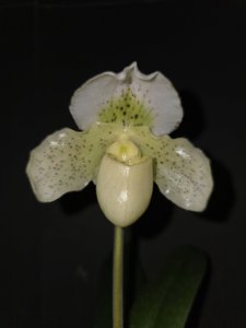 <i>Paphiopedilum</i> Special Granddaughter