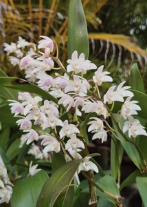 Dendrobium Delicatum