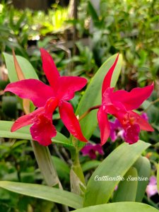 Cattlianthe Sunrise
