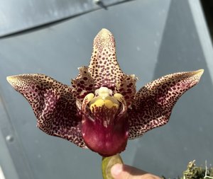 <i>Coryhopea</i> Red Martian