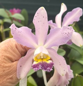 <i>Cattleya</i> Blue Summer