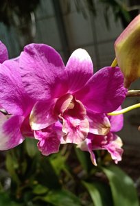 <i>Dendrobium</i> Happy
