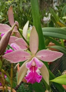 <i>Catyclia</i> Chocolate Tropical