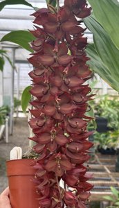 Cycnoches Jean E. Monnier