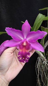 <i>Myrmecocattleya</i> Hamlyn's Melody