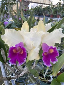 <i>Rhyncholaeliocattleya</i> Sweet Sarah