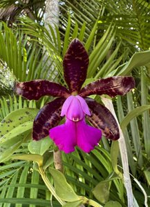 <i>Cattleya</i> Lacey Michelle Matherne