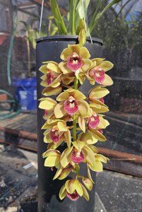 Cymbidium Jan Hunter