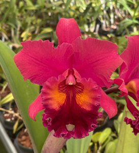 Rhyncholaeliocattleya Carolina Splendor