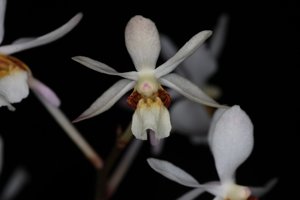 Holcoglossum Agni