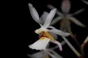 <i>Holcoglossum</i> Agni