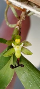 <i>Plectochilus</i> Kilgra-tridentata