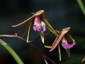 Dendrobium Tweetas