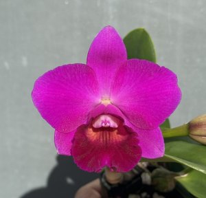 <i>Cattleya</i> Pink Doll