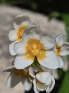 <i>Sarcochilus</i> Gail