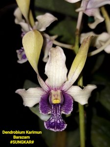 <i>Dendrobium</i> Karimun Berazam