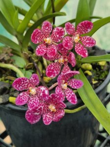 Sarcochilus Rosella-Kulnura Smoothie