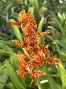 Mormodes Roehampton's Flame