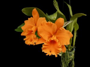 Rhyncattleanthe Mangkorn Nuggett