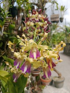 Dendrobium Kaifano