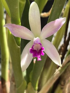 <i>Cattleya</i> Rubin-reginae
